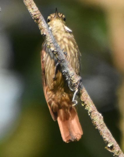 Slender-billed Xenops - ML641276474