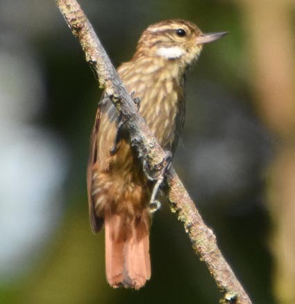 Slender-billed Xenops - ML641276491