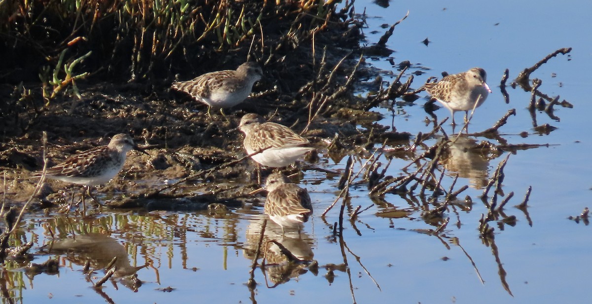 Least Sandpiper - ML641276500