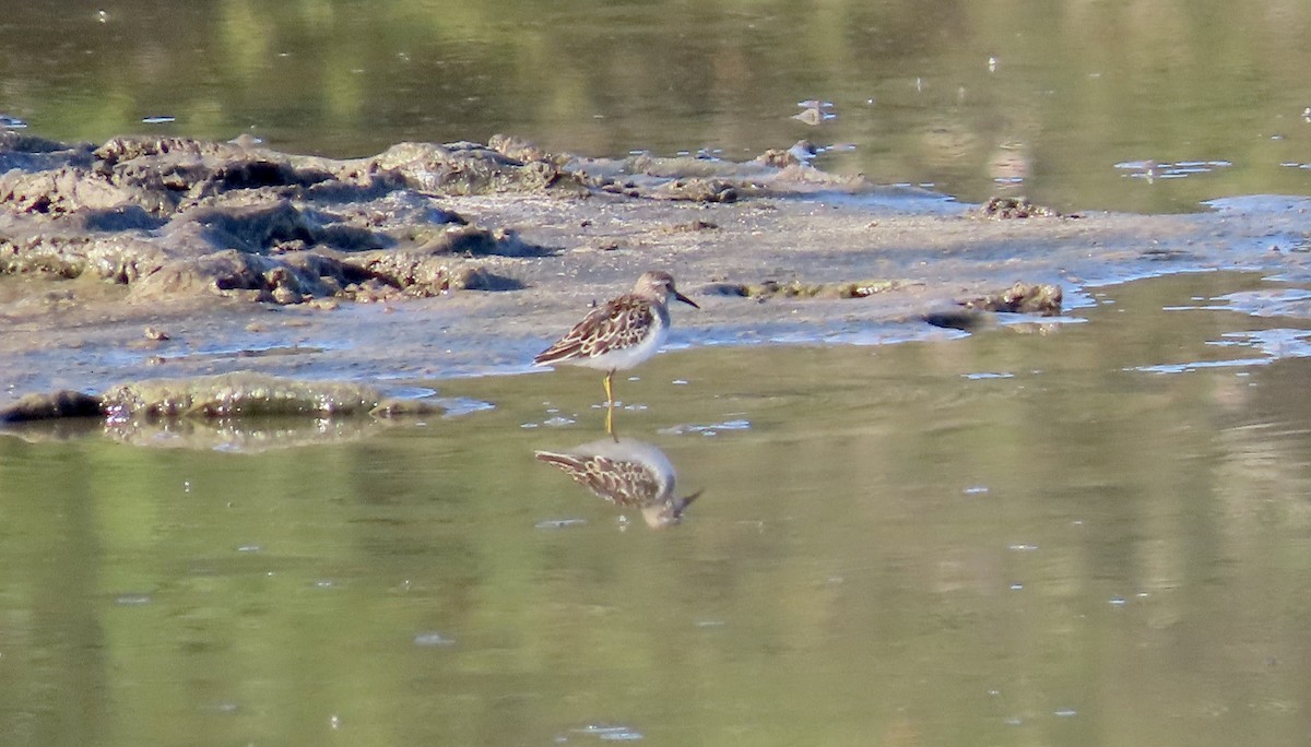 Least Sandpiper - ML641276505