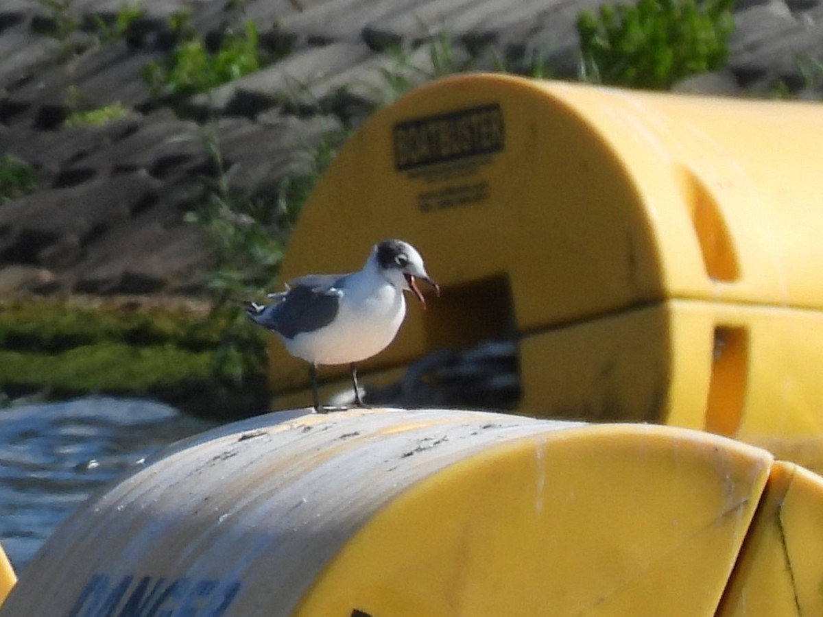 Franklin's Gull - ML641276517