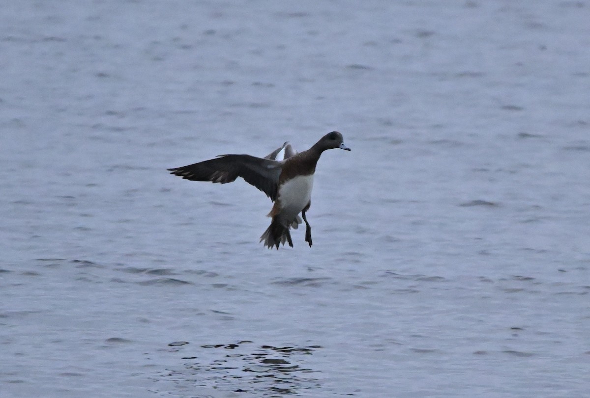 Canard d'Amérique - ML641276536