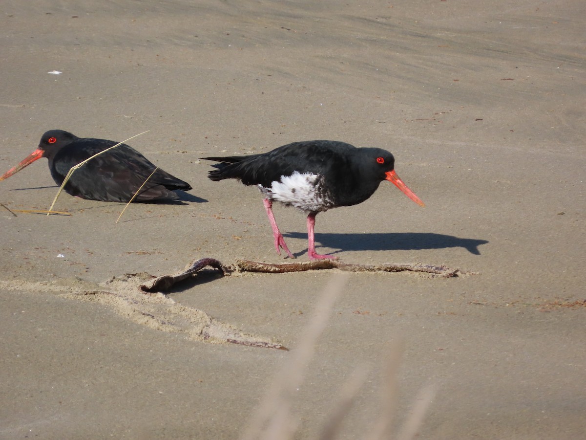 Variable Oystercatcher - ML641276543