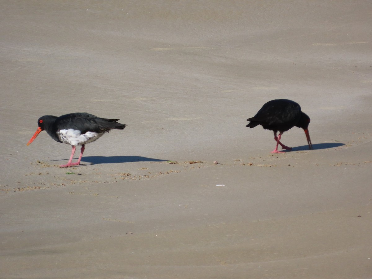 Variable Oystercatcher - ML641276562