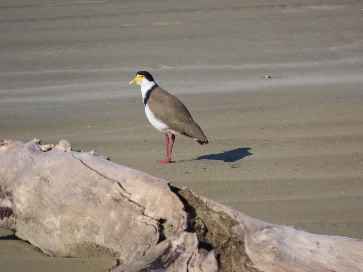 čejka australská - ML641276572