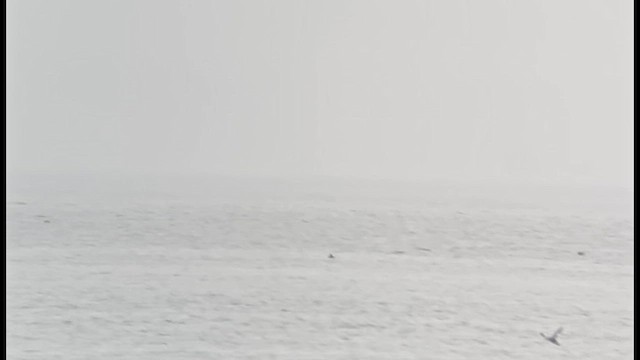 Short-tailed Shearwater - ML641276582