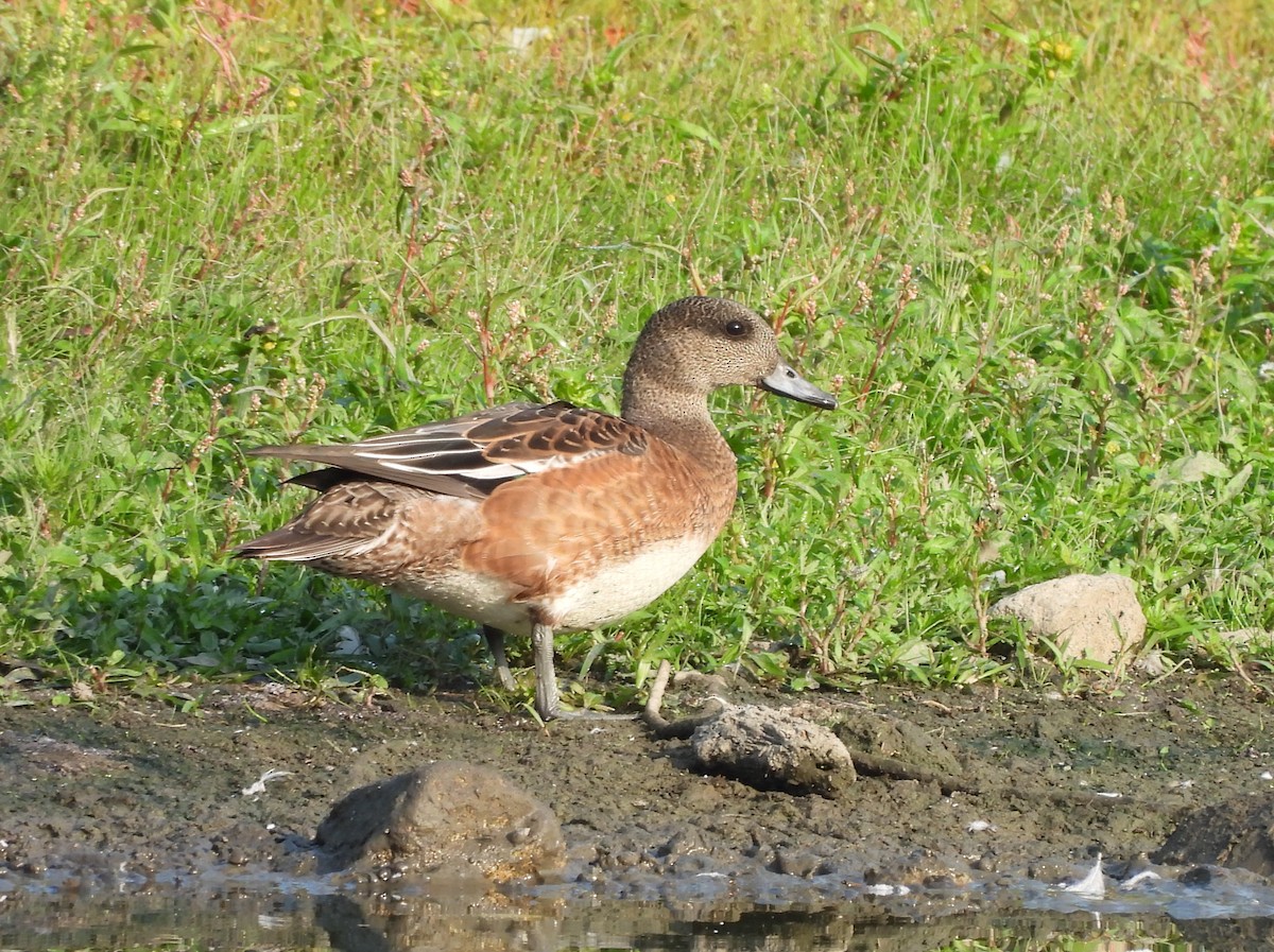 Canard d'Amérique - ML641276585