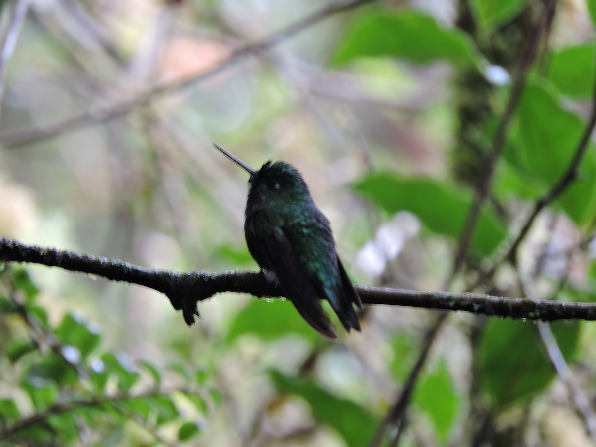 Emerald-bellied Puffleg - ML641276669