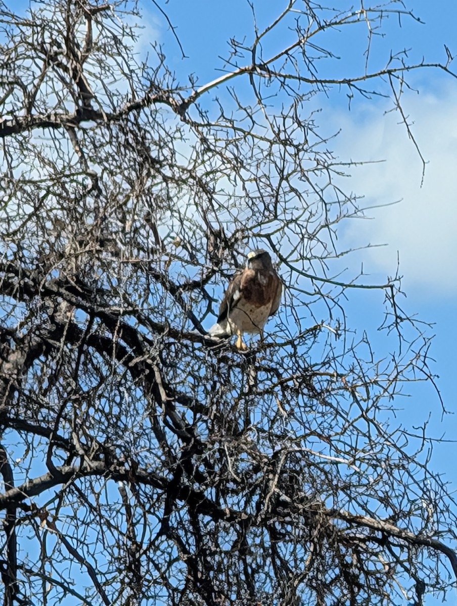 Swainson's Hawk - ML641276670