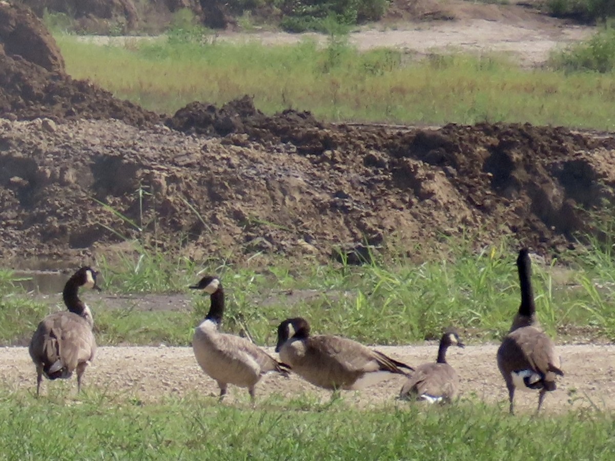 Cackling/Canada Goose - ML641276678