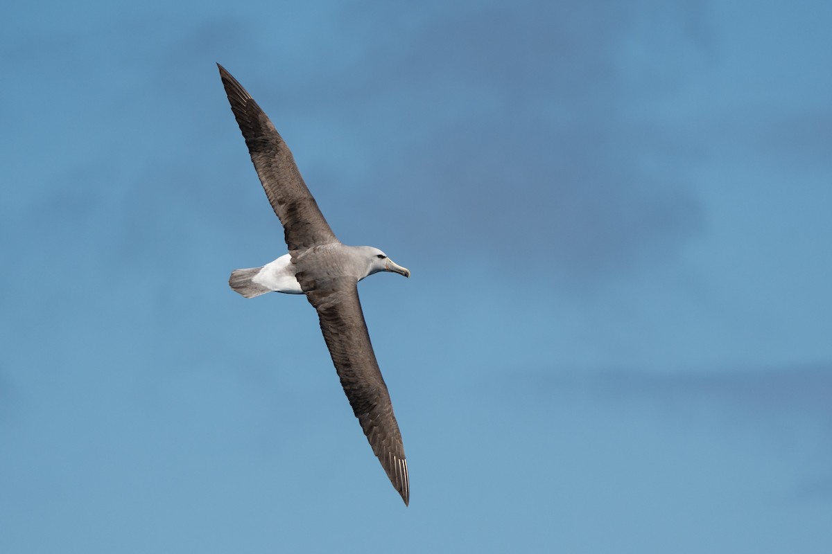 Salvin's Albatross - ML641276714
