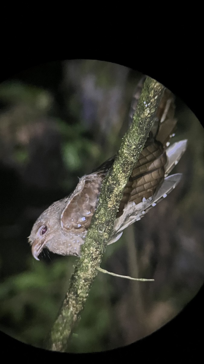 Guacharo des cavernes - ML641276741