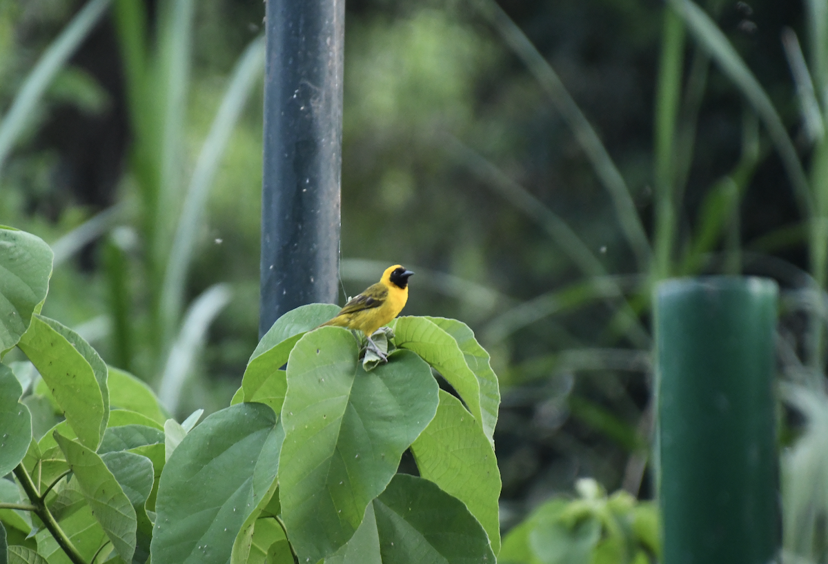 Slender-billed Weaver - ML641276743