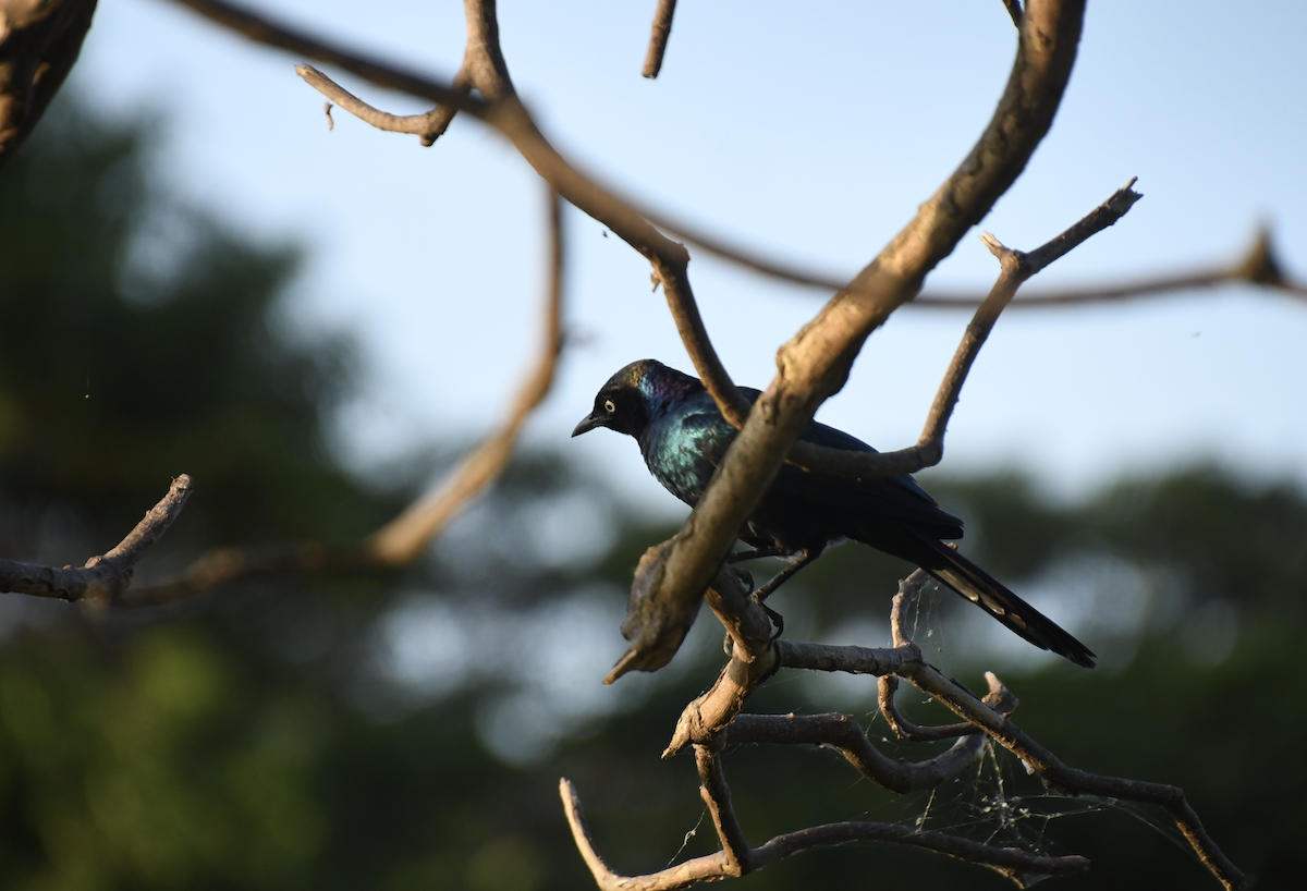 Splendid Starling - ML641276744