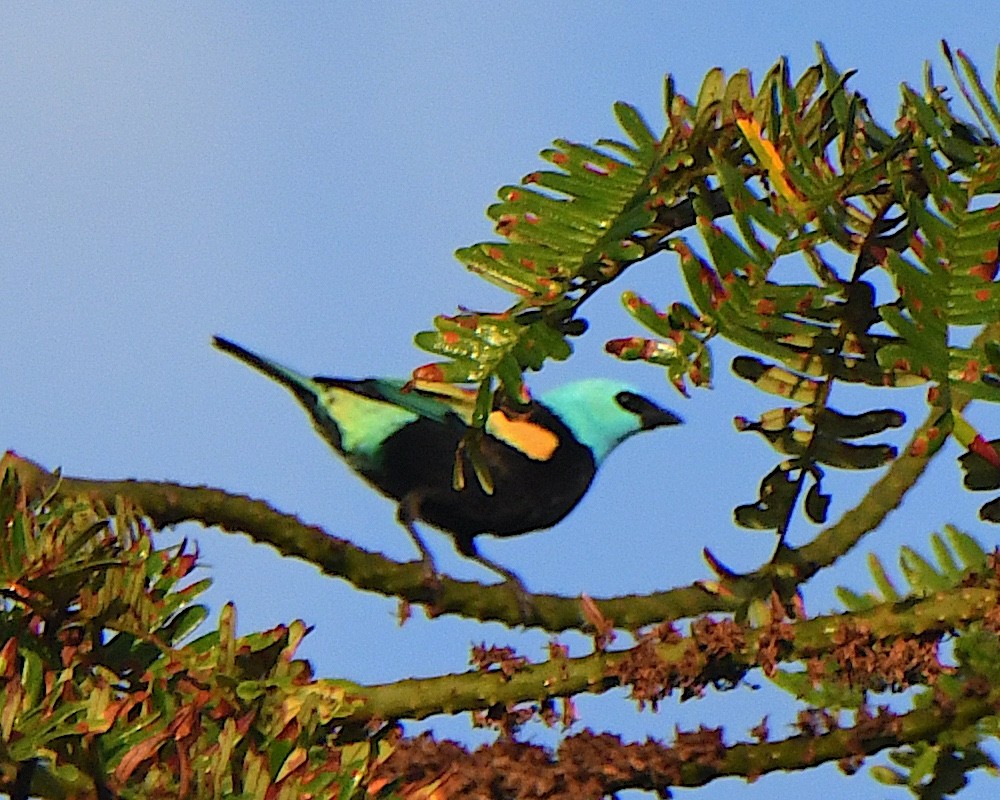 Blue-necked Tanager - ML641276758