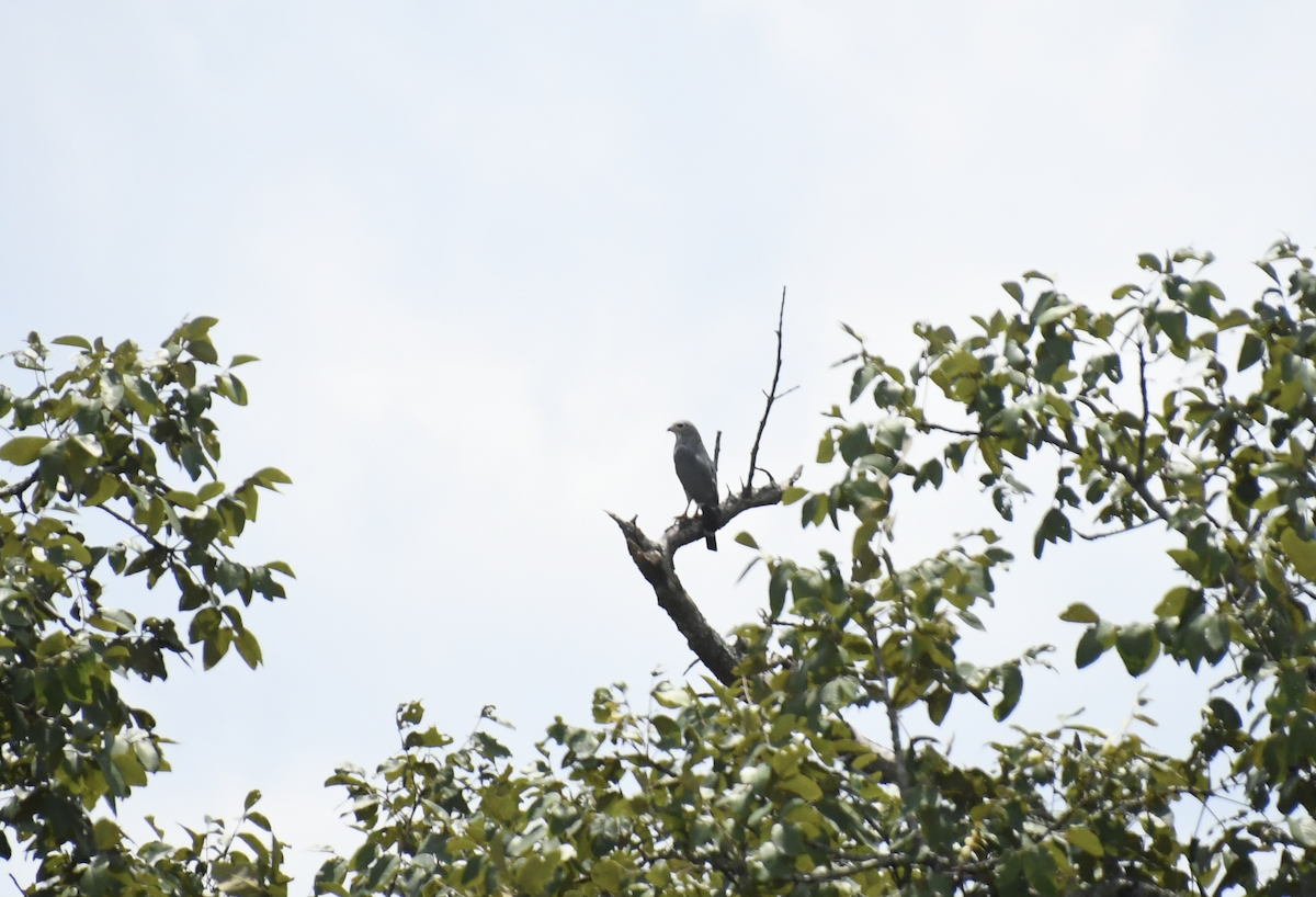 Lizard Buzzard - ML641276782