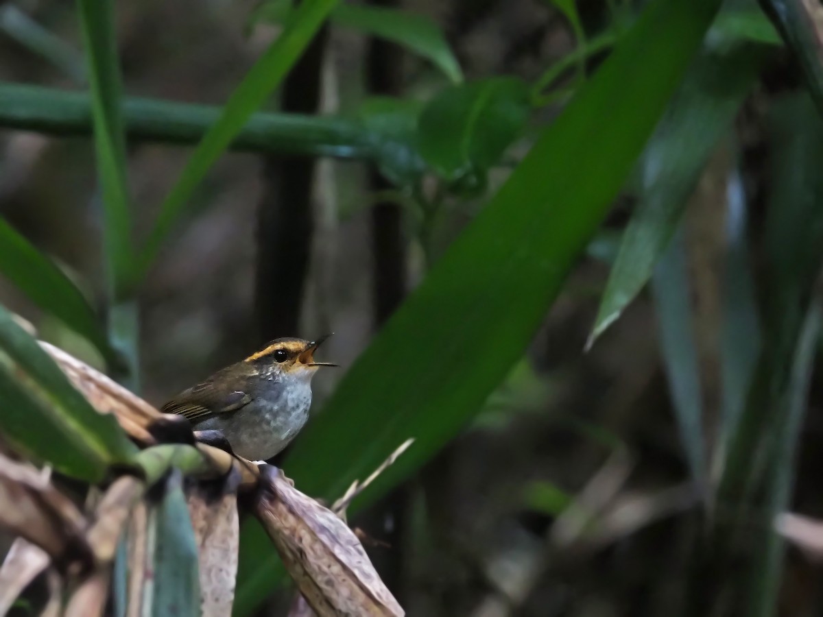 Bornean Stubtail - ML641276789
