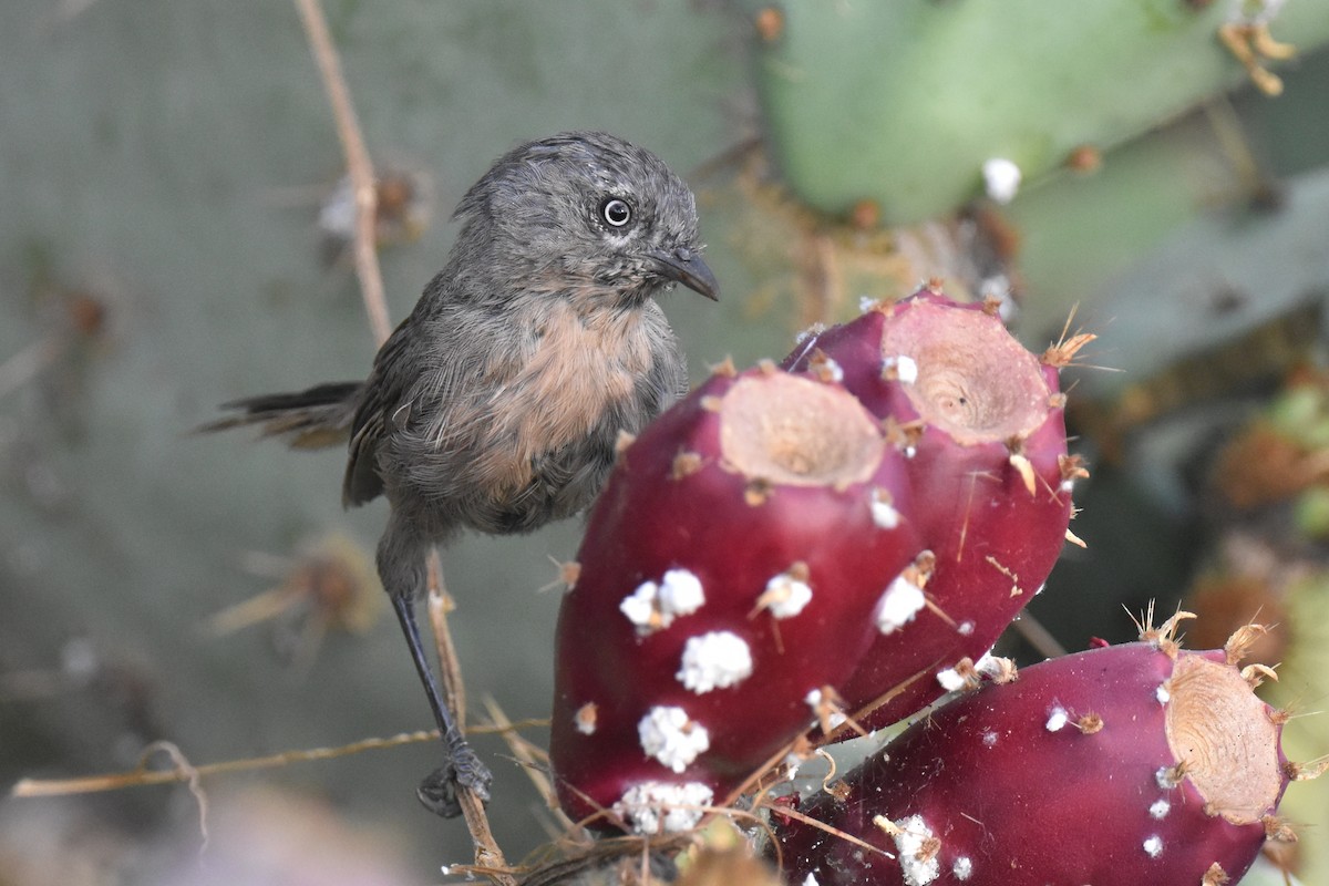 Wrentit - ML641276800