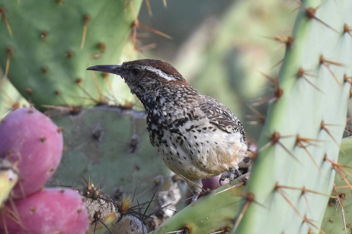 Cactus Wren - ML641276807