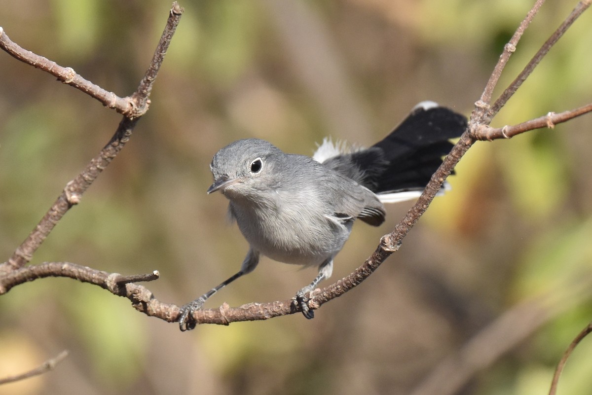 Blue-gray Gnatcatcher - ML641276808