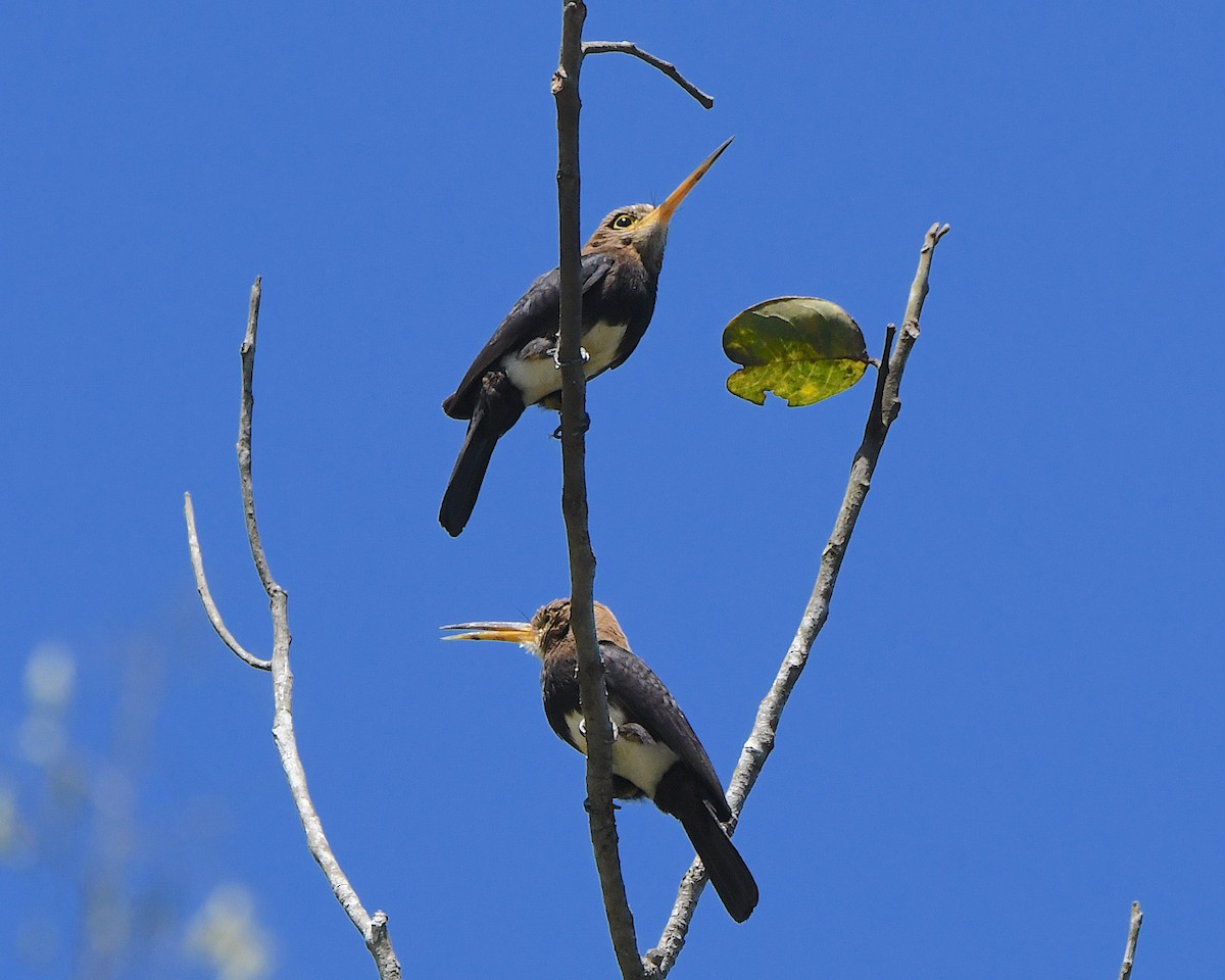 Brown Jacamar - ML641276819