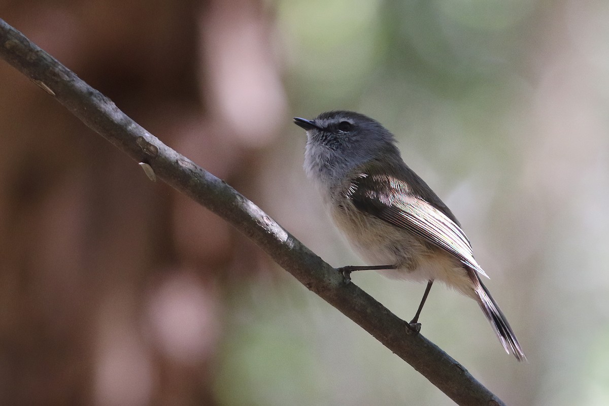 Brown Gerygone - ML641276822