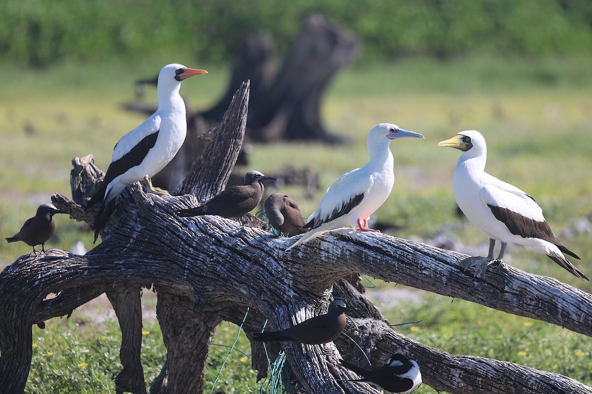 Nazca Booby - ML641276832