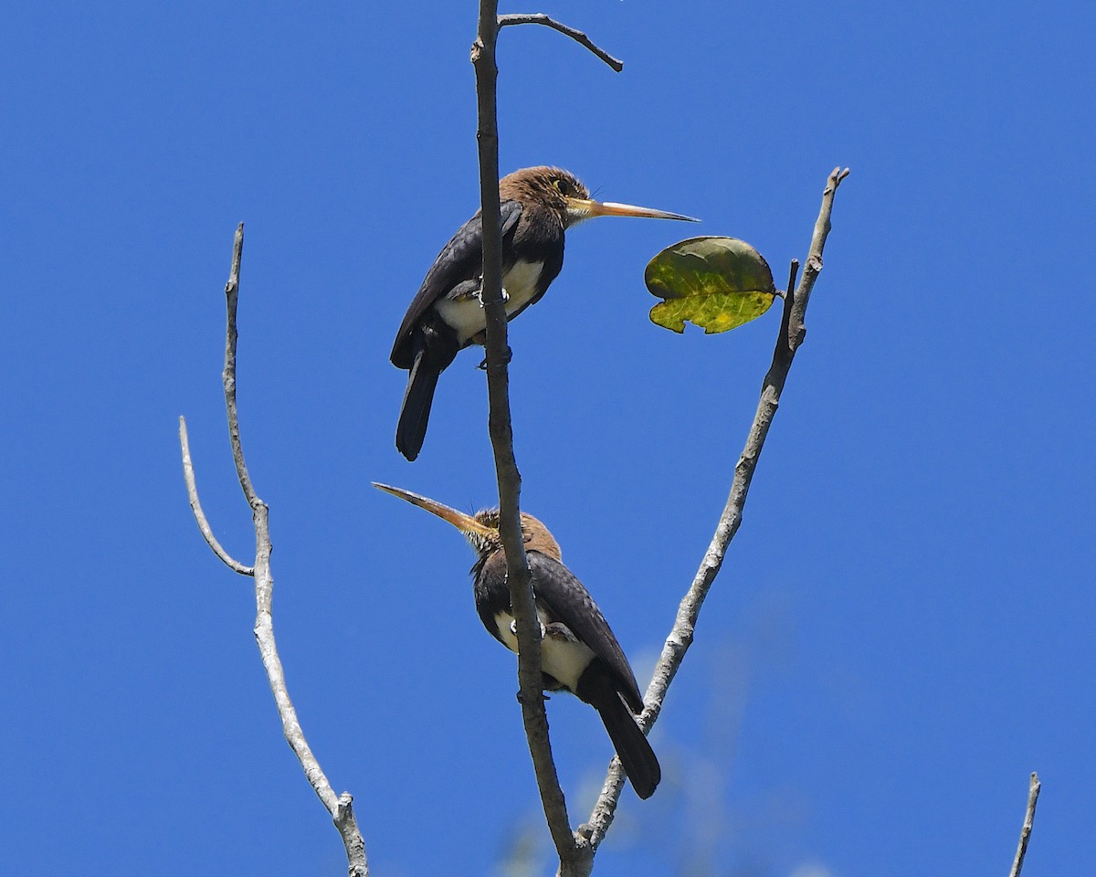 Brown Jacamar - ML641276842