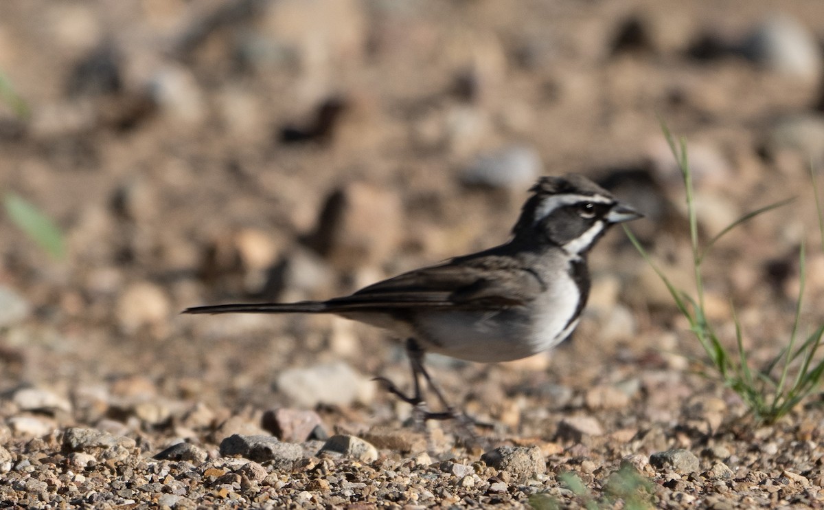 Black-throated Sparrow - ML641276843