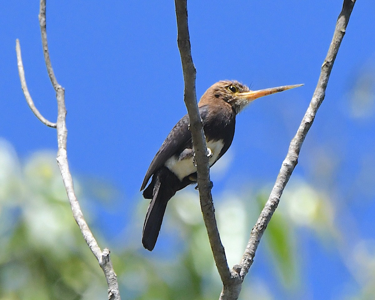 Brown Jacamar - ML641276855