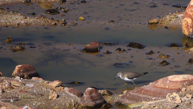 Solitary Sandpiper - ML641276866