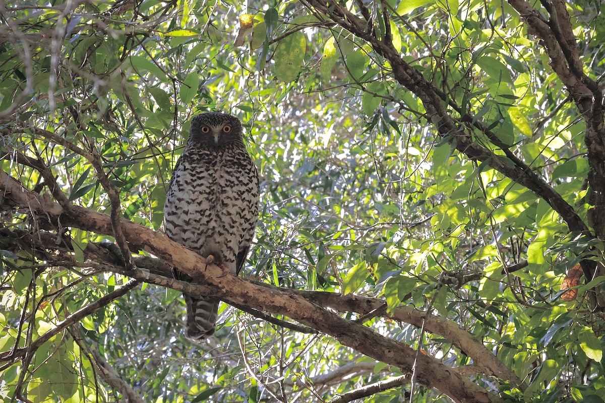 Powerful Owl - ML641276869