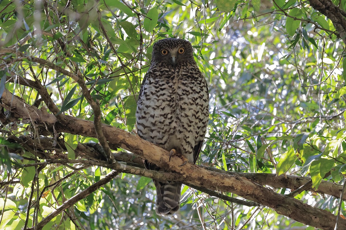 Powerful Owl - ML641276870