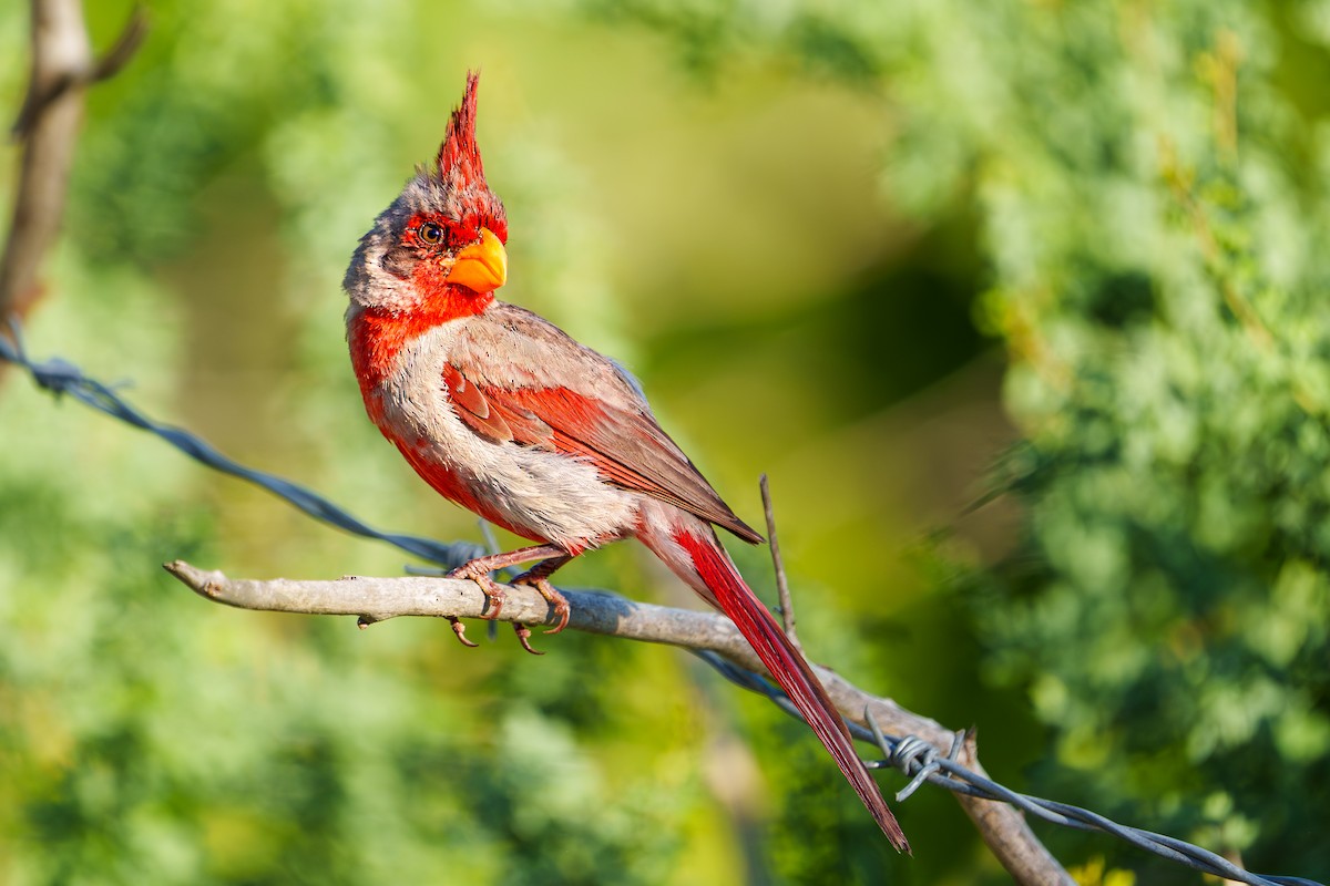 Pyrrhuloxia - ML641276875