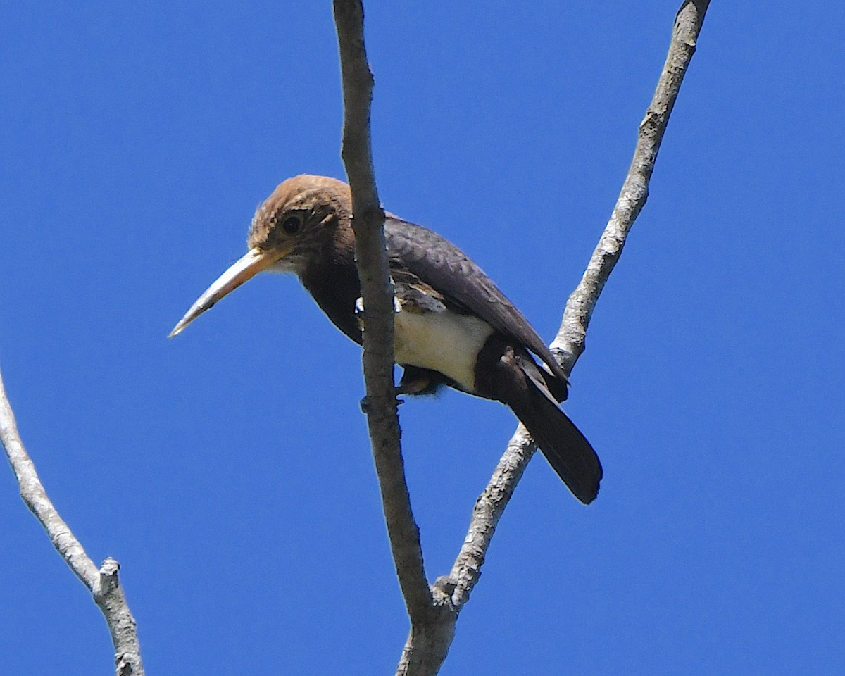 Brown Jacamar - ML641276877