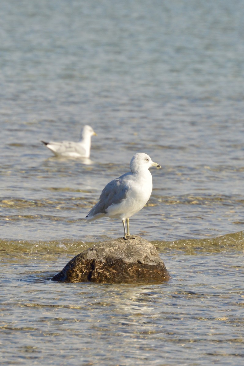 Ring-billed Gull - ML641276878