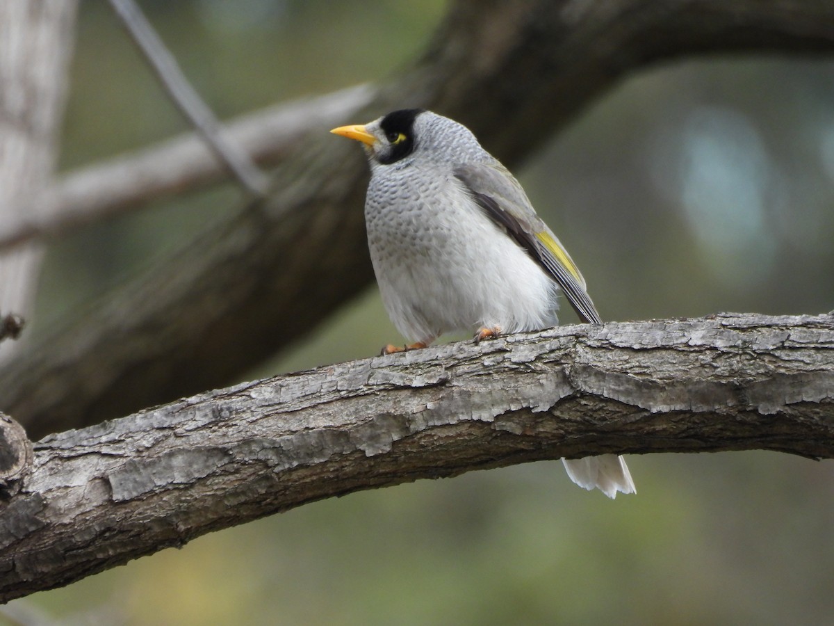 Noisy Miner - ML641276881
