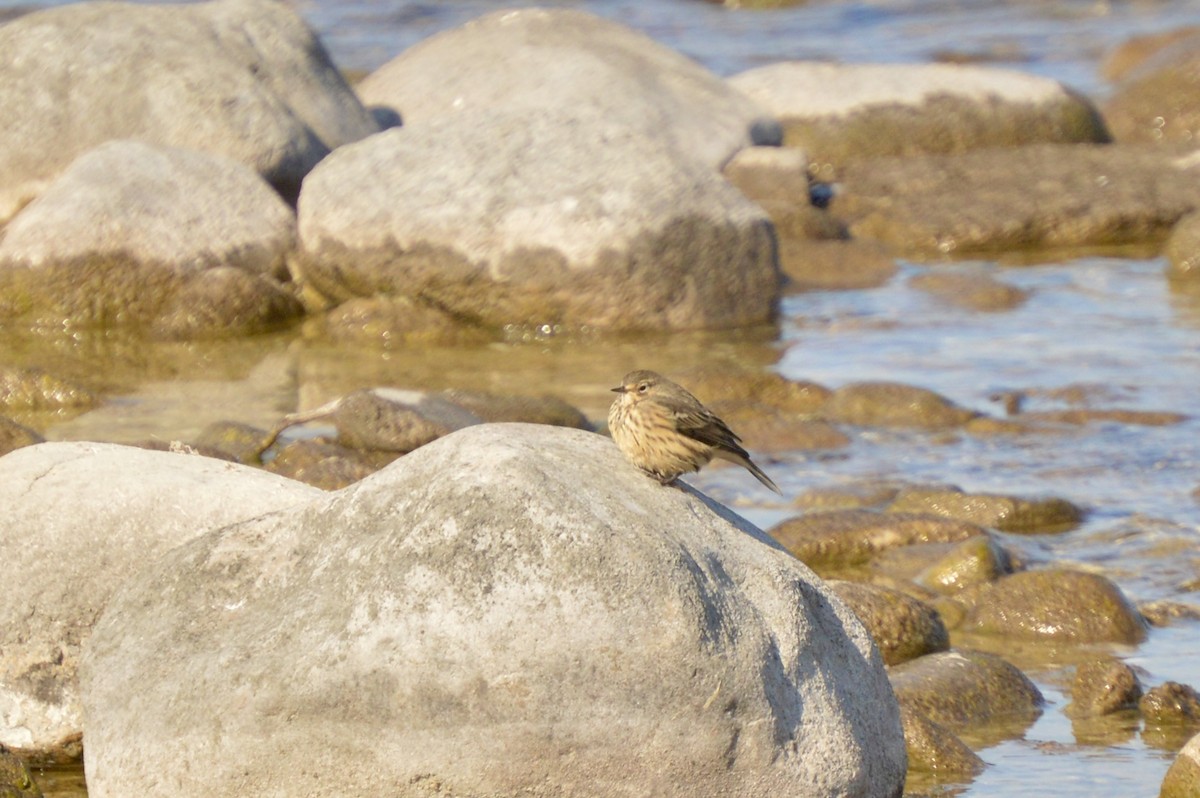 American Pipit - ML641276886
