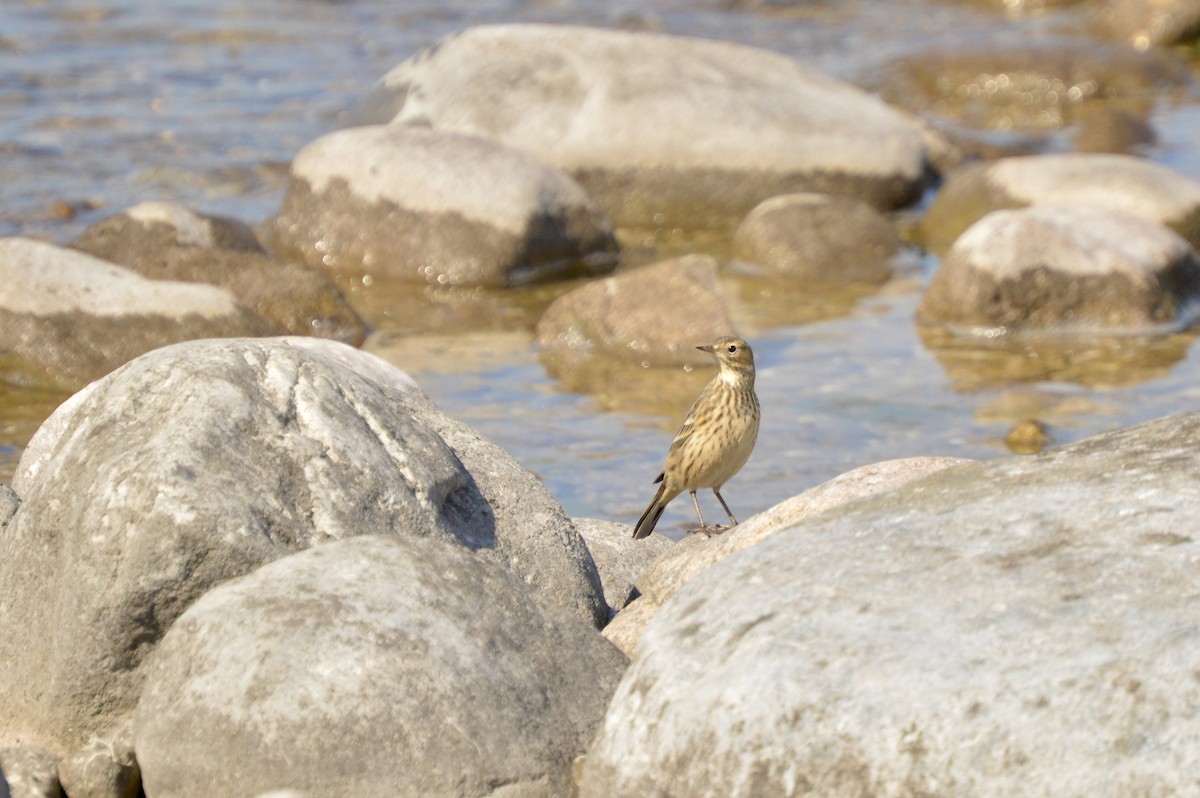 American Pipit - ML641276887