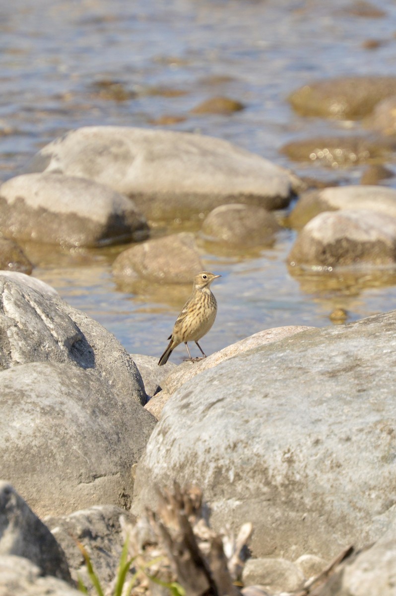 American Pipit - ML641276888