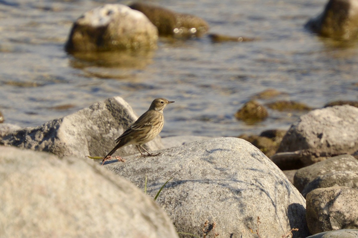 American Pipit - ML641276896