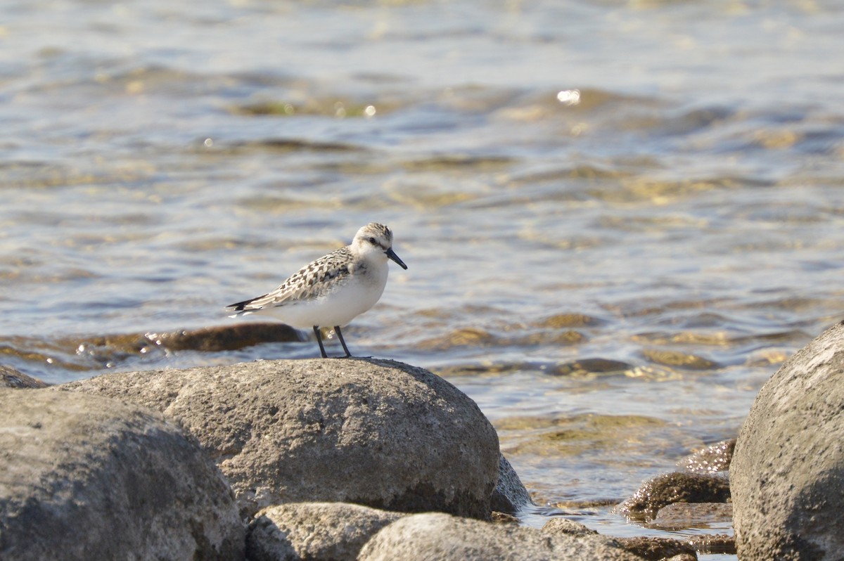 Sanderling - ML641276898