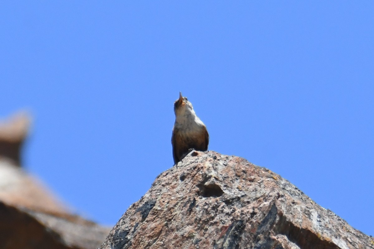 Canyon Wren - ML641276935