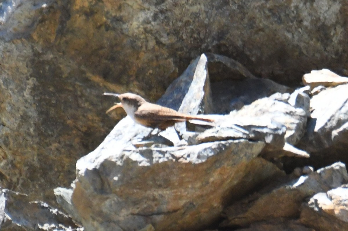Canyon Wren - ML641276936