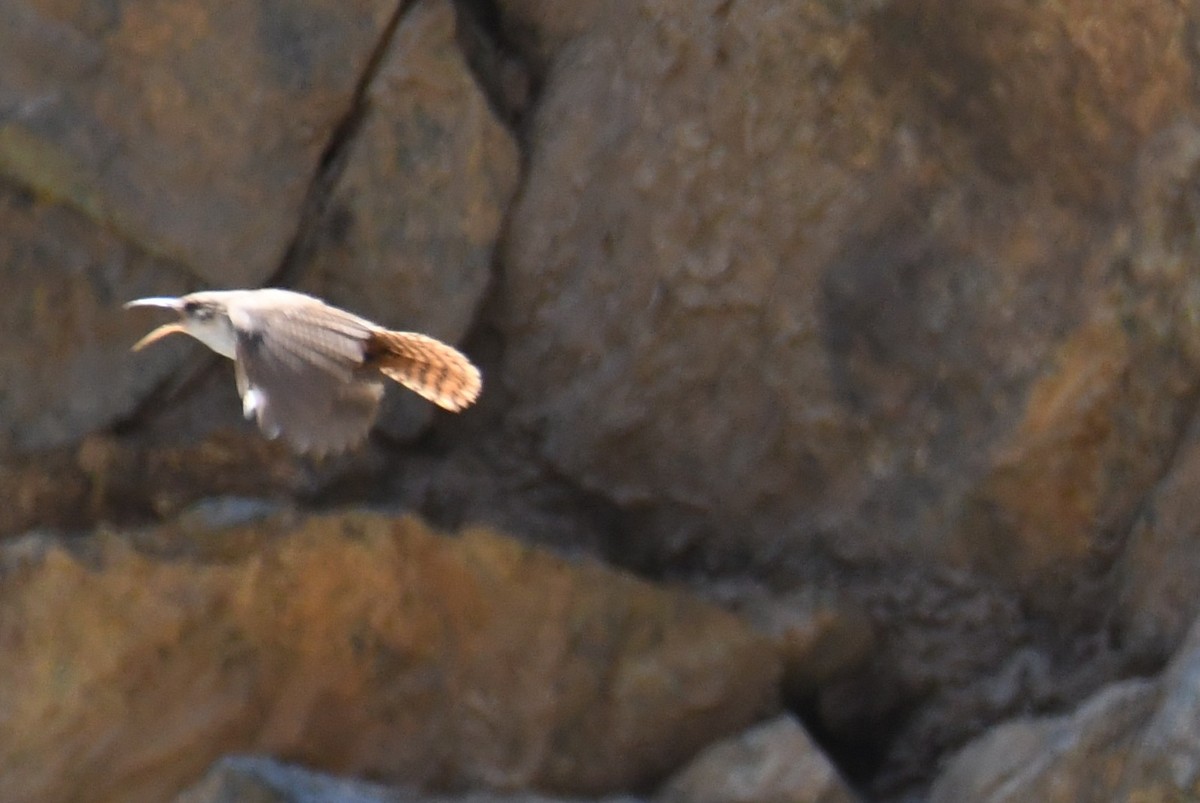 Canyon Wren - ML641276937