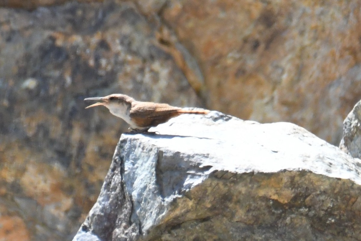 Canyon Wren - ML641276938