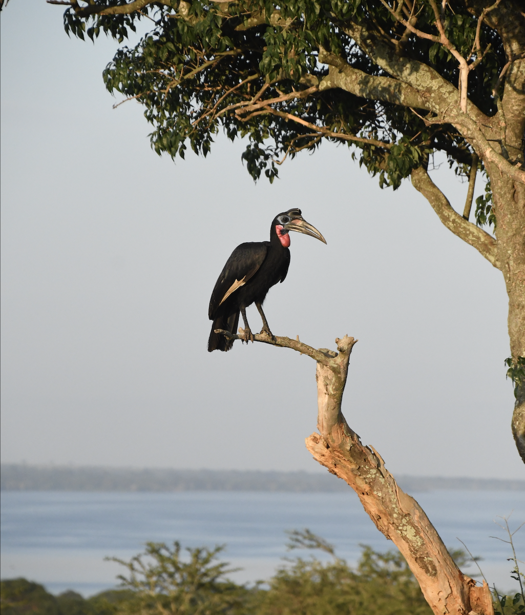 Abyssinian Ground-Hornbill - ML641277013