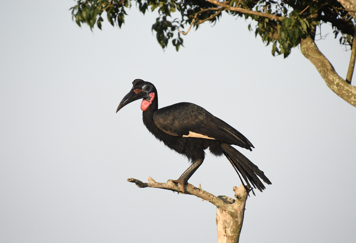 Abyssinian Ground-Hornbill - ML641277014