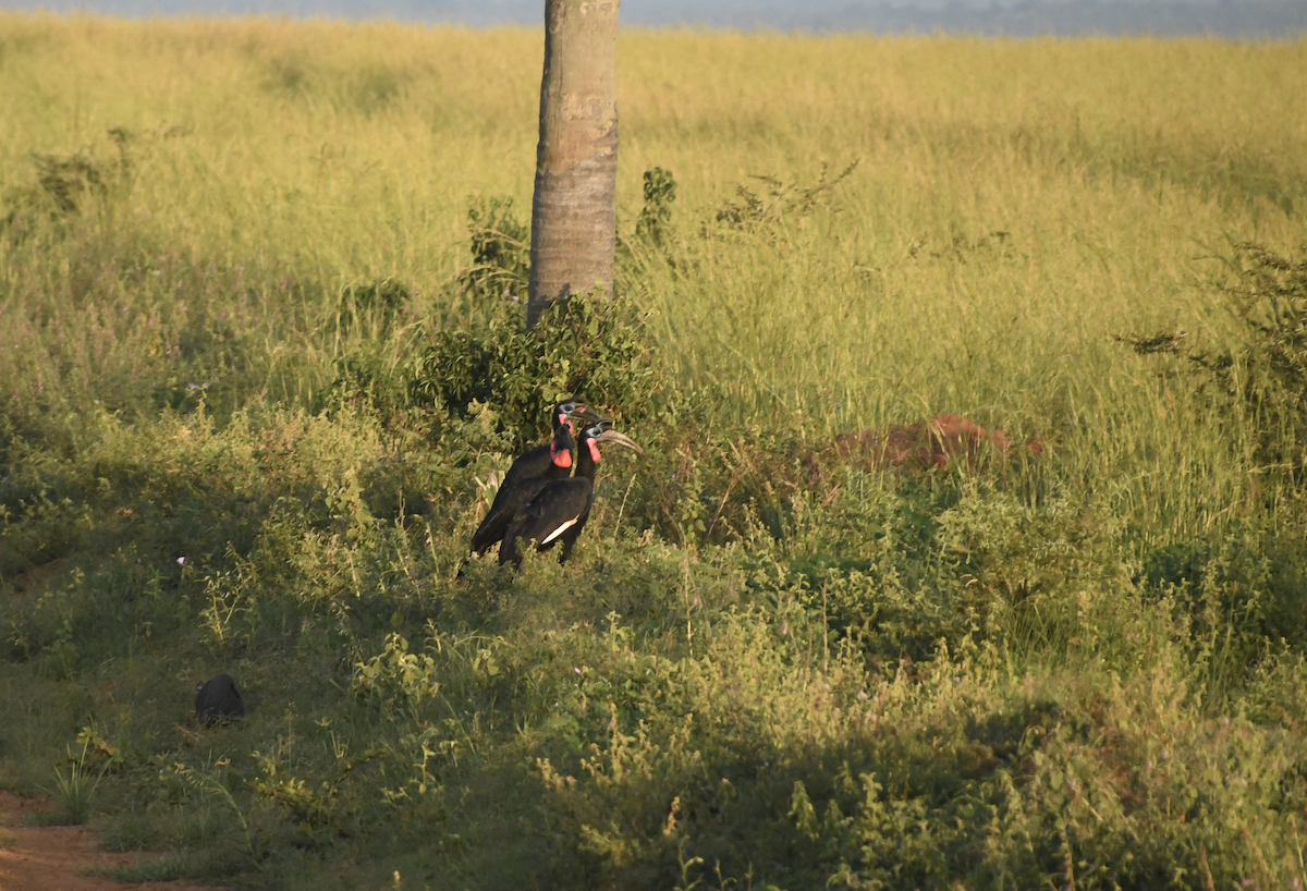 Abyssinian Ground-Hornbill - ML641277015