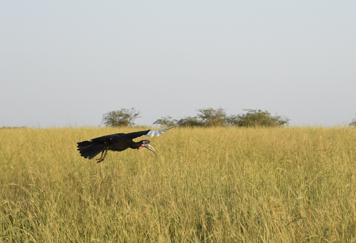 Abyssinian Ground-Hornbill - ML641277016